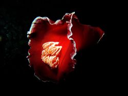 Spanish dancer whilest nightdive at Paradise reef Red Sea... by Patrick Neumann 